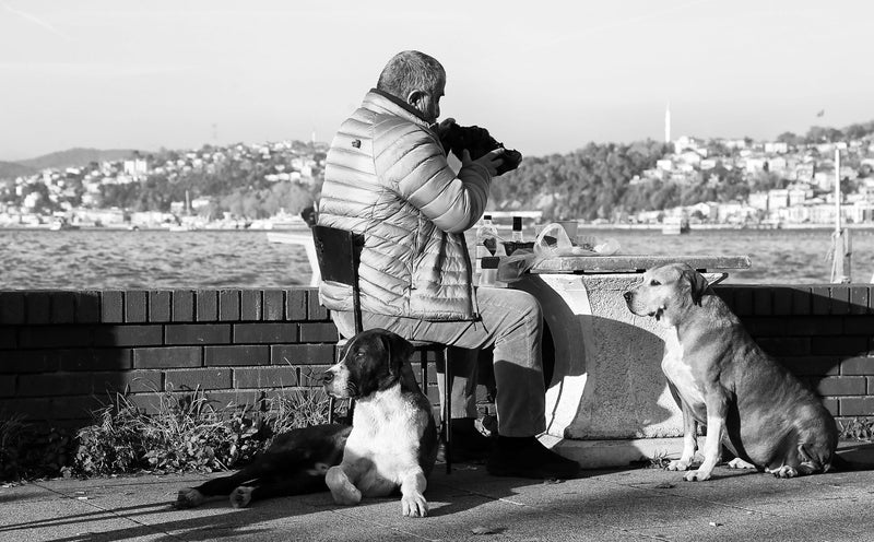 Large dogs relaxing outdoors with their owner